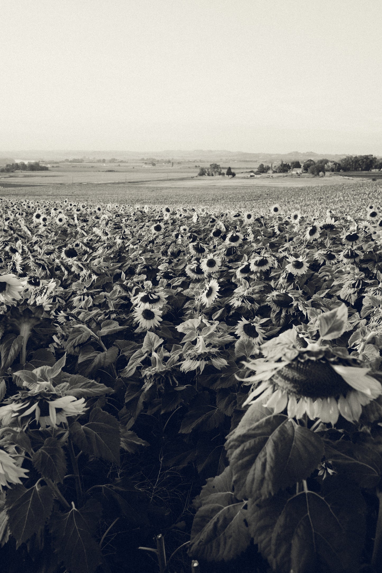 Sunflower BW