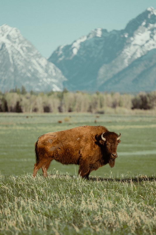 Grand Teton Bison